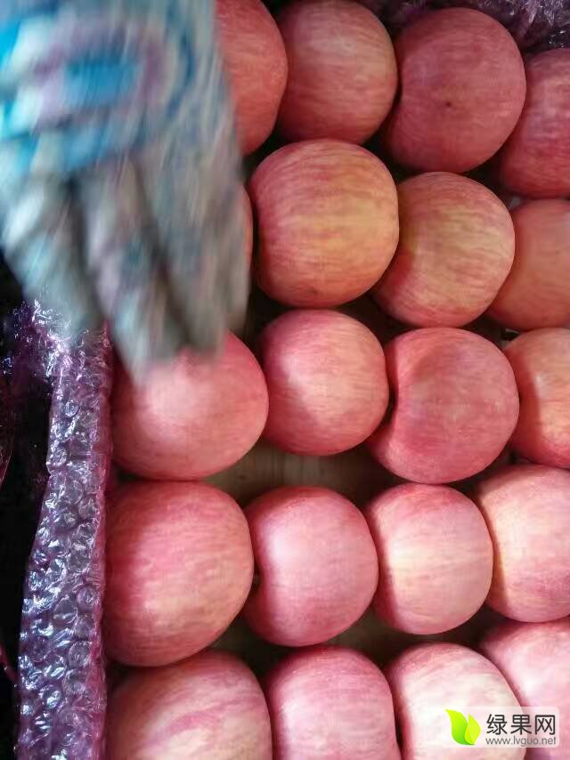 临猗苹果最新价格行情